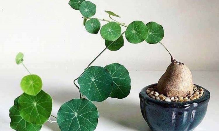 bình vôi là một loại thảo dược trị mất ngủ