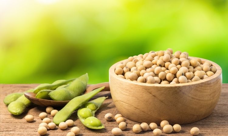 đậu nành được xem là một loại thảo dược trị mất ngủ